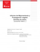 Mejoramiento y propagación vegetal, melón