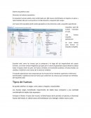 Sistema esquelético axial