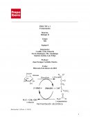 Practica de Biología Tipos de fermentaciones