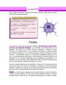 Neurona