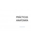 Anatomía prácticas