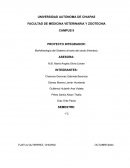 Proyecto Integrador de la morfofisiologia del sistema urinario en porcinos(Hembra)