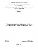 Historia del tránsito y su evolución