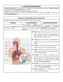 Resumen sistema respiratorio
