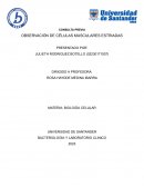 Observación de células musculares estriadas