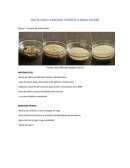 Pauta para elaborar starter o masa madre