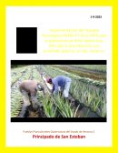 Produccion de Piña Cayena