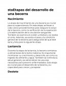 Desarrollo de una becerra