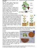 Los órganos de las plantas y sus funciones