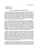 Tipos de células humanas: musculares y nerviosas