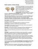 Bulbo raquídeo o médula oblonga