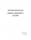 Sistema muscular Origen, inserción y acción