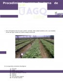 Procedimiento para la toma de muestras foliares en Arándano