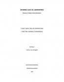 Practica 2: Diodos semiconductores