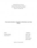 Promoviendo los Beneficios y Propiedades de la Hierbabuena como Planta Medicinal