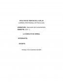 Informe - conducta no verbal