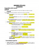 Miembro pélvico Esqueleto Esqueleto del muslo