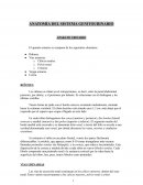 Anatomía del sistema genitourinario