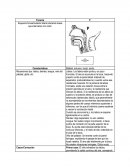 Esquema fonoarticulador lateral ubicando áreas que intervienen con color