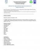 Evaluación de riesgo de extinción Bassariscus astutus en el estado de Querétaro