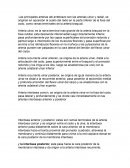 Arterias del antebrazo