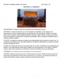 Reporte 2 Terrario