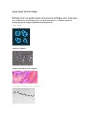 Las celulas de bacteria y arquea