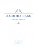 Tres cerebros, una persona