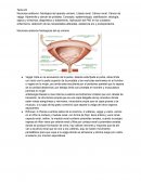 Hipertrofia prostática benigna y cancer de prostata