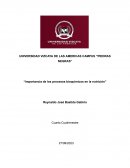 Importancia de los procesos bioquímicos en la nutrición