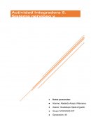 Actividad integradora Sistema nervioso
