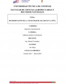 Determinación de la velocidad de secado en la piña