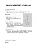 Aparato digestivo tubular. Histologia del esófago