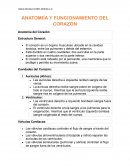 Anatomiía y funcionamiento del corazón