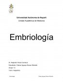 Sistema respiratorio embriología