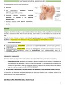 Anatomia. Sistema genital masculino