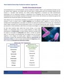 Enterobacterias. Géneros de mayor importancia