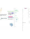 Cuadro Sinóptico de los nervios espinales y craneales
