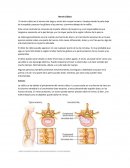 Nervio Ciático. Función del nervio ciático. Tratamiento fisioterapéutico