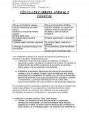 Célula eucariota animal y vegetal