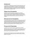 Origen de los Cloroplastos. Proceso de la Fotosíntesis