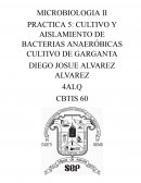 Cultivo y aislamiento de bacterias anaeróbicas, cultivo de garganta