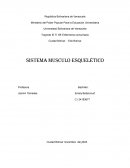 Morfofisiología - sistema óseo