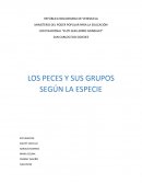 Los peces y sus grupos según la especie