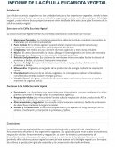 Informe de la célula eucariota vegetal
