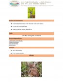 Actividad estrategía de enseñanza. Animales terrestres