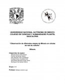 Observación de diferentes etapas de Mitosis en células de raíz de cebolla