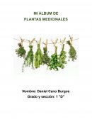 Mi álbum de plantas medicinales