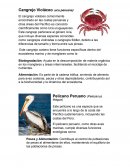 Cangrejo Violáceo (uca peruana)