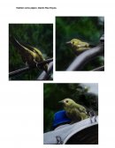 Habitar como pájaro